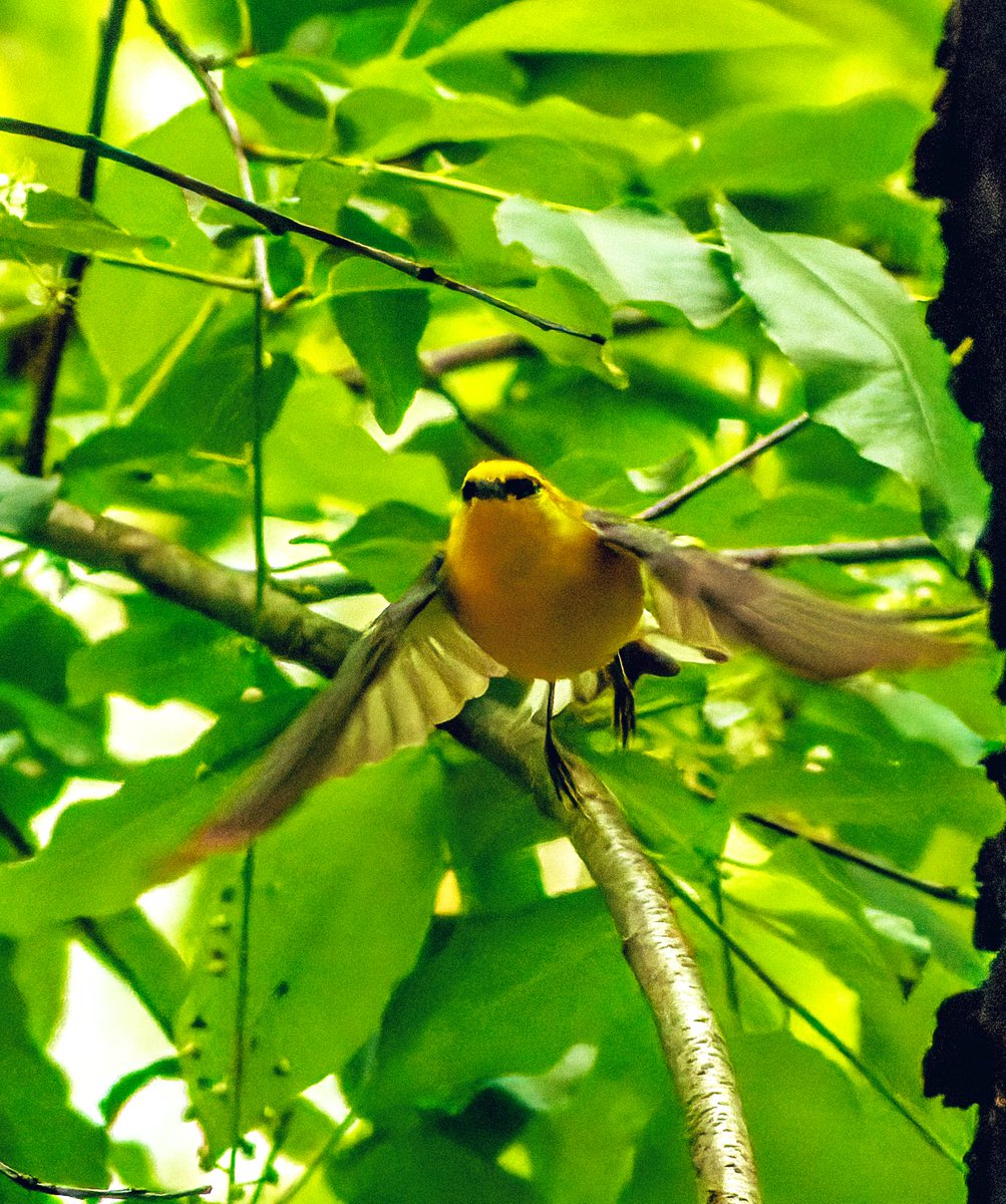 SandraBirdlover's tweet image. Getting very trippy out there! Scarlet tanager, blue-winged warbler, chestnut-sided warbler, CP Ramble. #birdcpp #BirdsSeenIn2023 #SpringMigration2023 #BirdTwitter