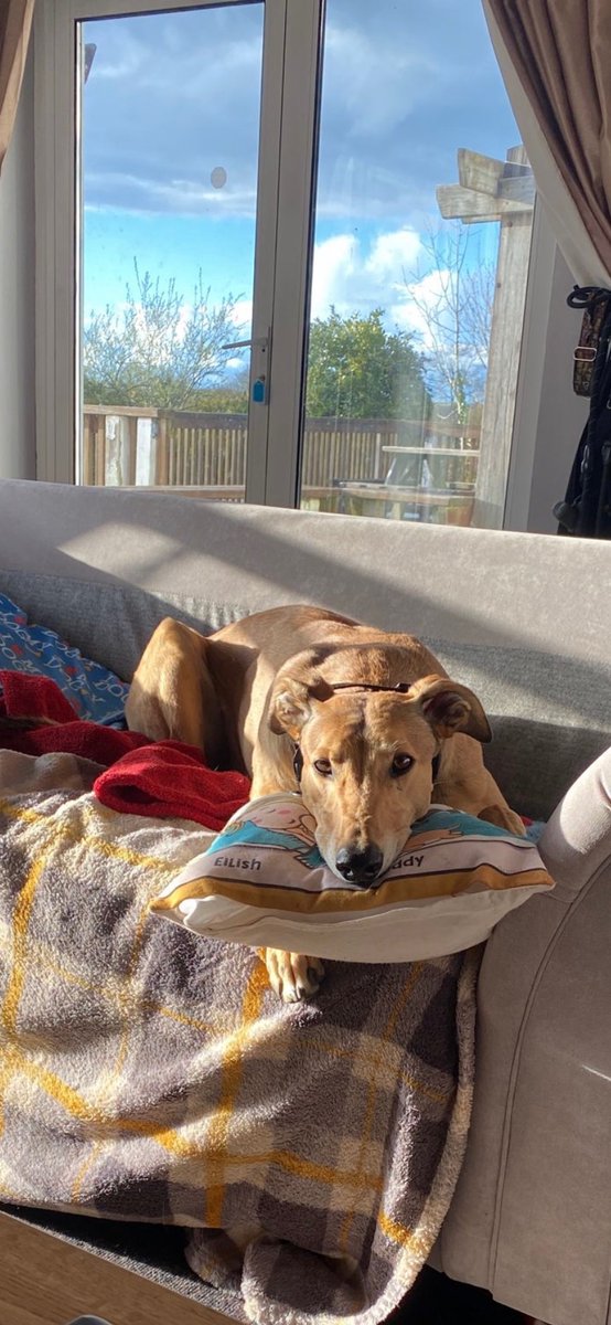 TeddyGreyhound's tweet image. Mondays  #greyhound #teddy #greyhoundlife #retired