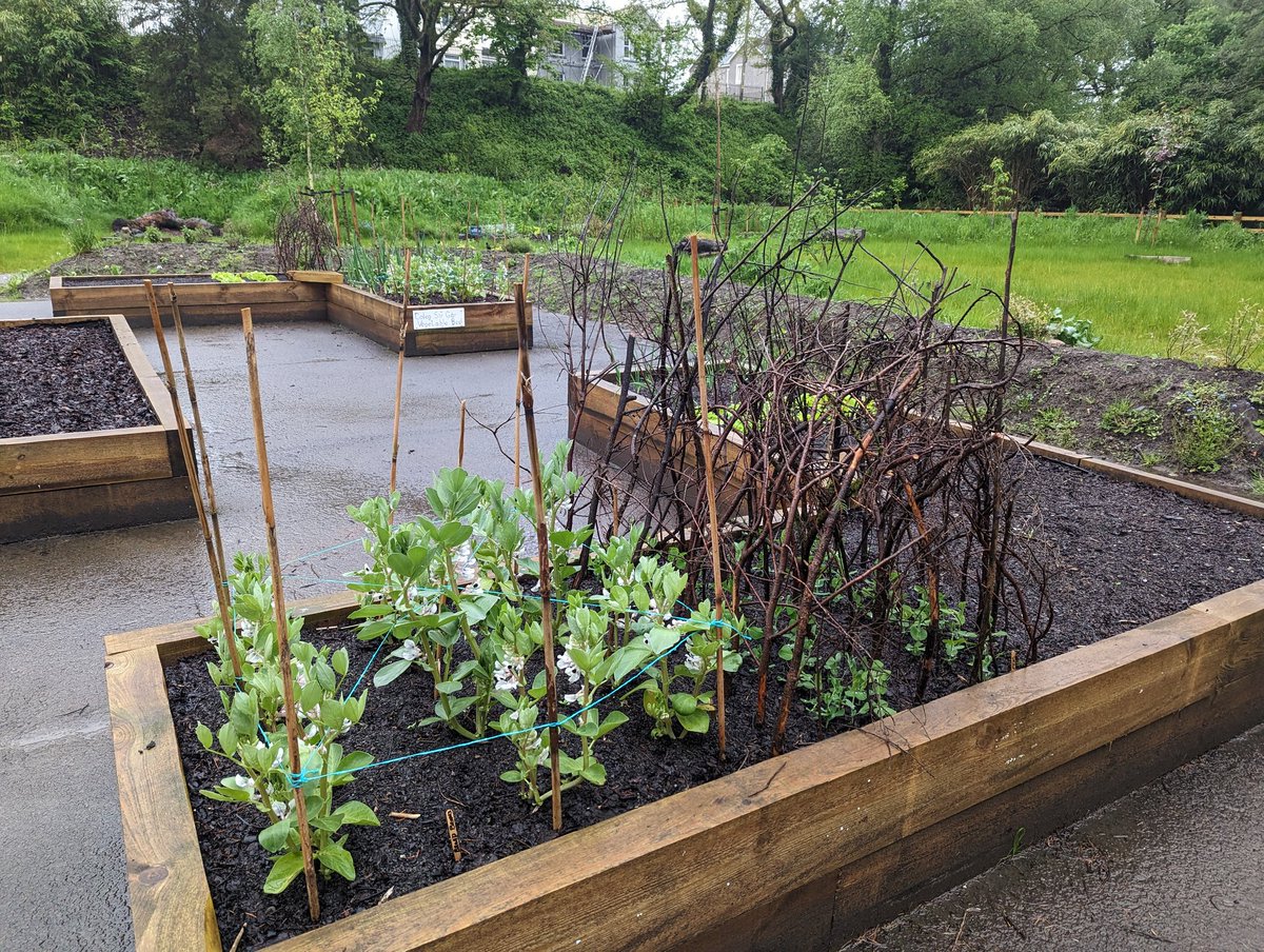 Plants, vegetables, flowers, meadow, wet area, woodland all settling down for the evening after the day of rain. #natur #nature #biodiversity #natureproject #naturegarden #arddnatur @CoedCadw @WoodlandTrust @HeritageFundCYM @HeritageFundUK @WGClimateChange #localplacesfornature