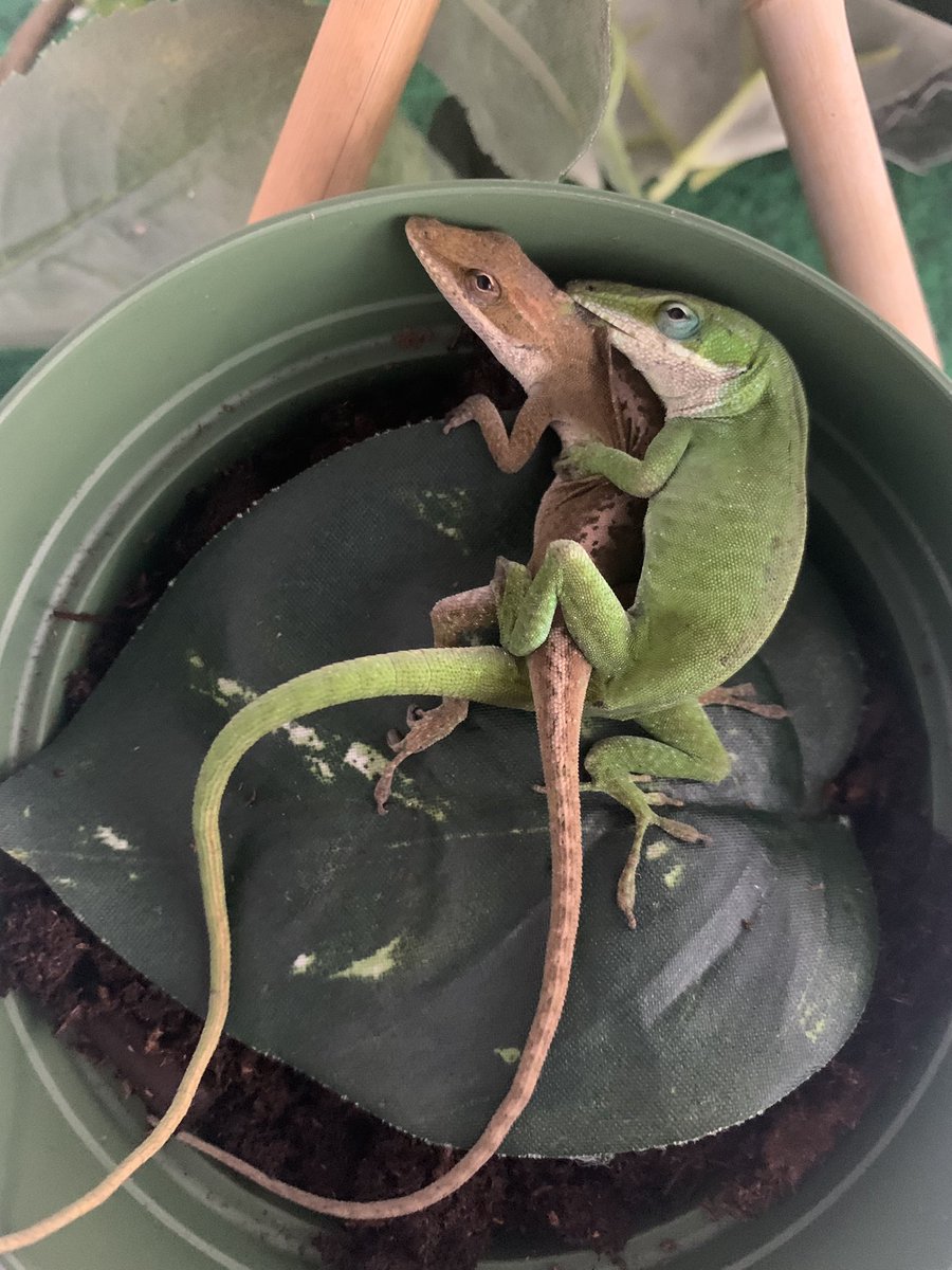 How can I make these lizards understand that nest pots are for egg laying, not egg fertilizing