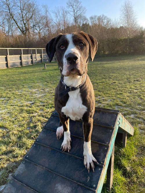 AdoptionsUk's tweet photo. Please retweet to help Koshi find a home #BIRMINGHAM #UK   

Active Boxer aged 2. She's looking for an adult home to go on with training.  She needs to be the only pet.   

DETAILS or APPLY👇 https://t.co/yxFntlUKxl… 
#dogs #Boxers #pets https://t.co/RIKeXXTUX5
