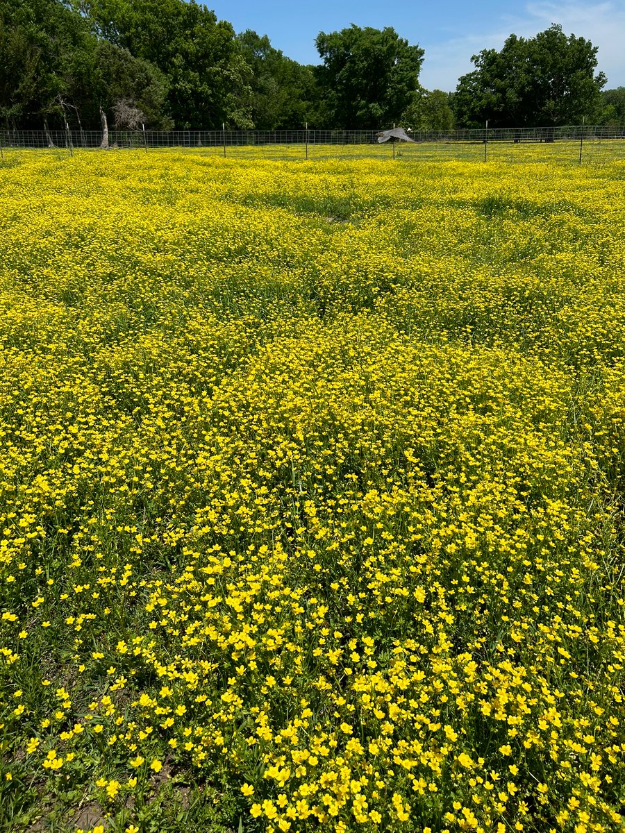 WOW! What a beautiful day on the farm!! 👩🏻‍🌾 🌼🌾🌞👨🏽‍🌾🌻
.
.
.
.
.
.
.
.
.
#SalineCabin #SalineCourthouse #OkHereWeGo #TravelOK #TravelOklahoma #MayesCounty #VisitCherokeeNation #SpringFlowers #WildFlowers