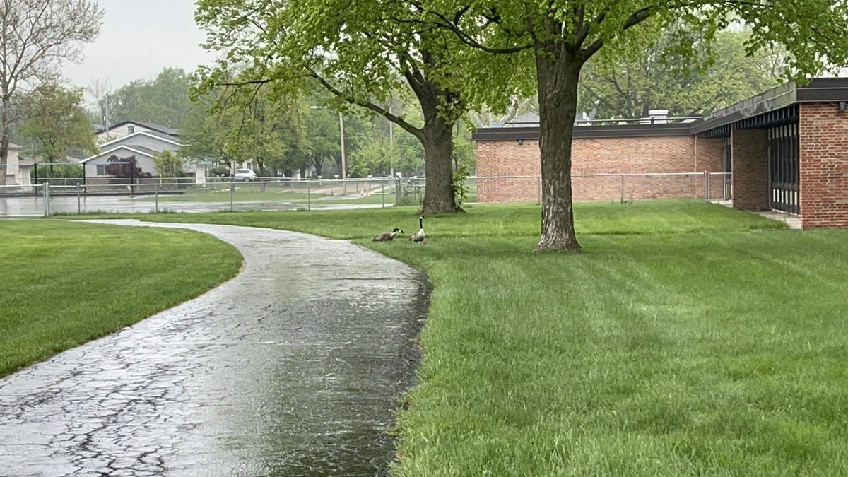 Nothing like a goose reunification after we got them out of the <a href="/D45Schafer/">Schafer School</a> courtyard! Family is back together ❤️