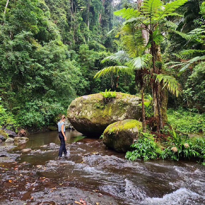 Canopy believe how beautiful it is here! 💚🌿  Nestled in @Queensland's World Heritage-listed #LamingtonNationalPark<a href="/tag/seeaustralia"class="tags"><span>#seeaustralia</span></a><a href="/tag/comeandsaygday"class="tags"><span>#comeandsaygday</span></a><a href="/tag/lamingtonnatio"class="tags"><span>#lamingtonnatio</span></a>