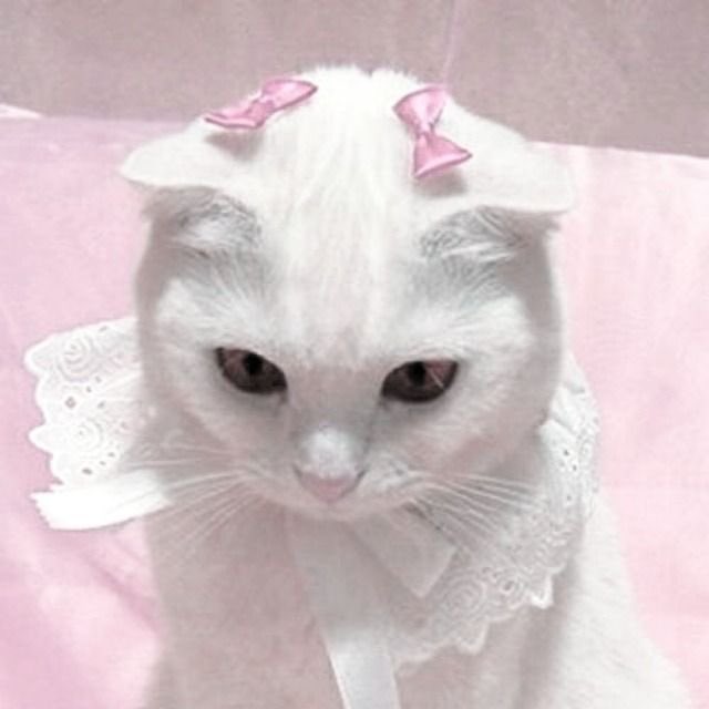 ricky_thinker's tweet photo. ricat 🎀 https://t.co/oG8gcz7wYy