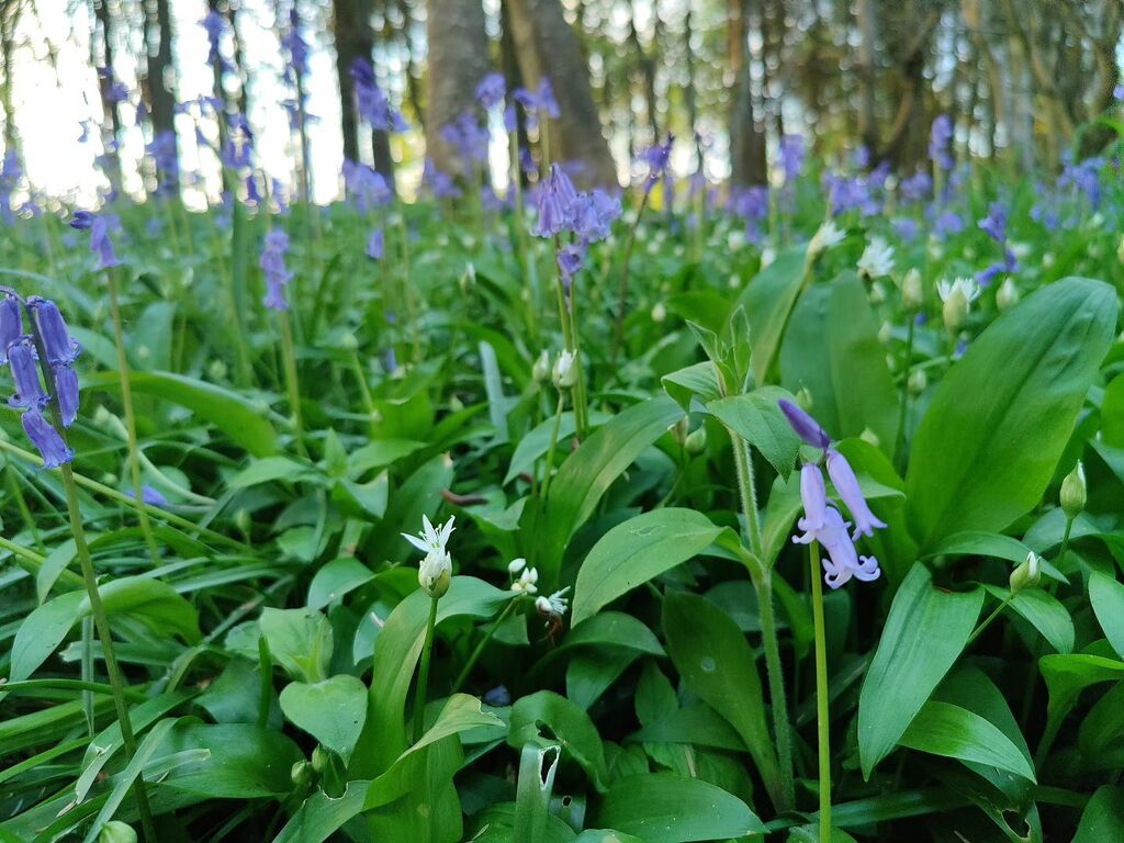 #Bluebell and #wildgarlic combo in the woods. Pretty lush 👌And smells amazing too 😍 #nature #woodlandwalk #scents