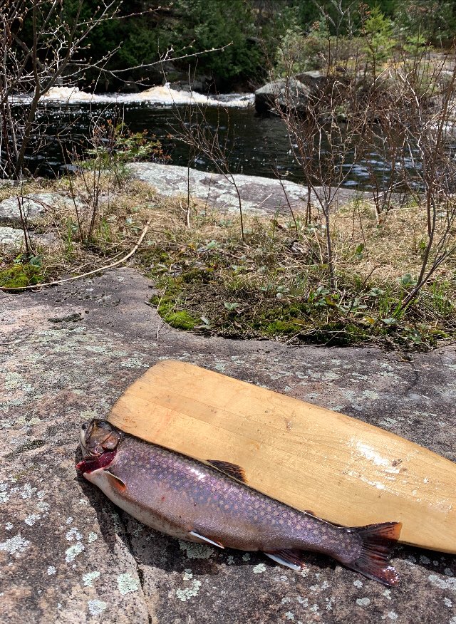 Good weekend in Algonquin