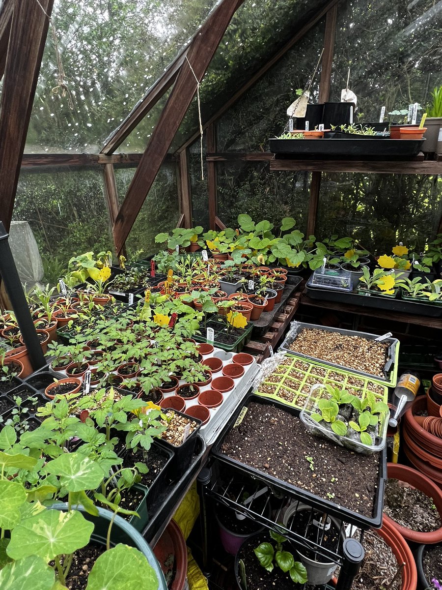 Sam Preston on Twitter "My greenhouse is a right royal mess, there