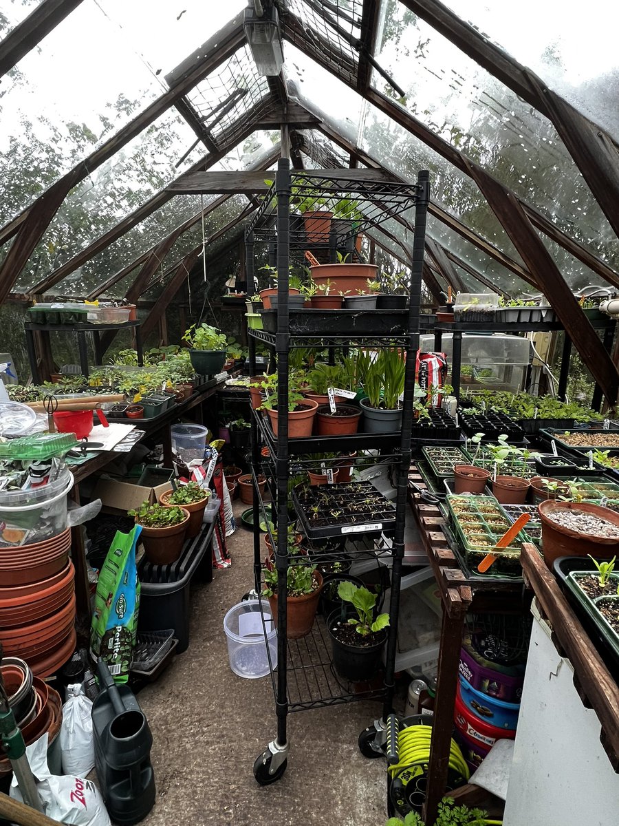 Sam Preston on Twitter "My greenhouse is a right royal mess, there