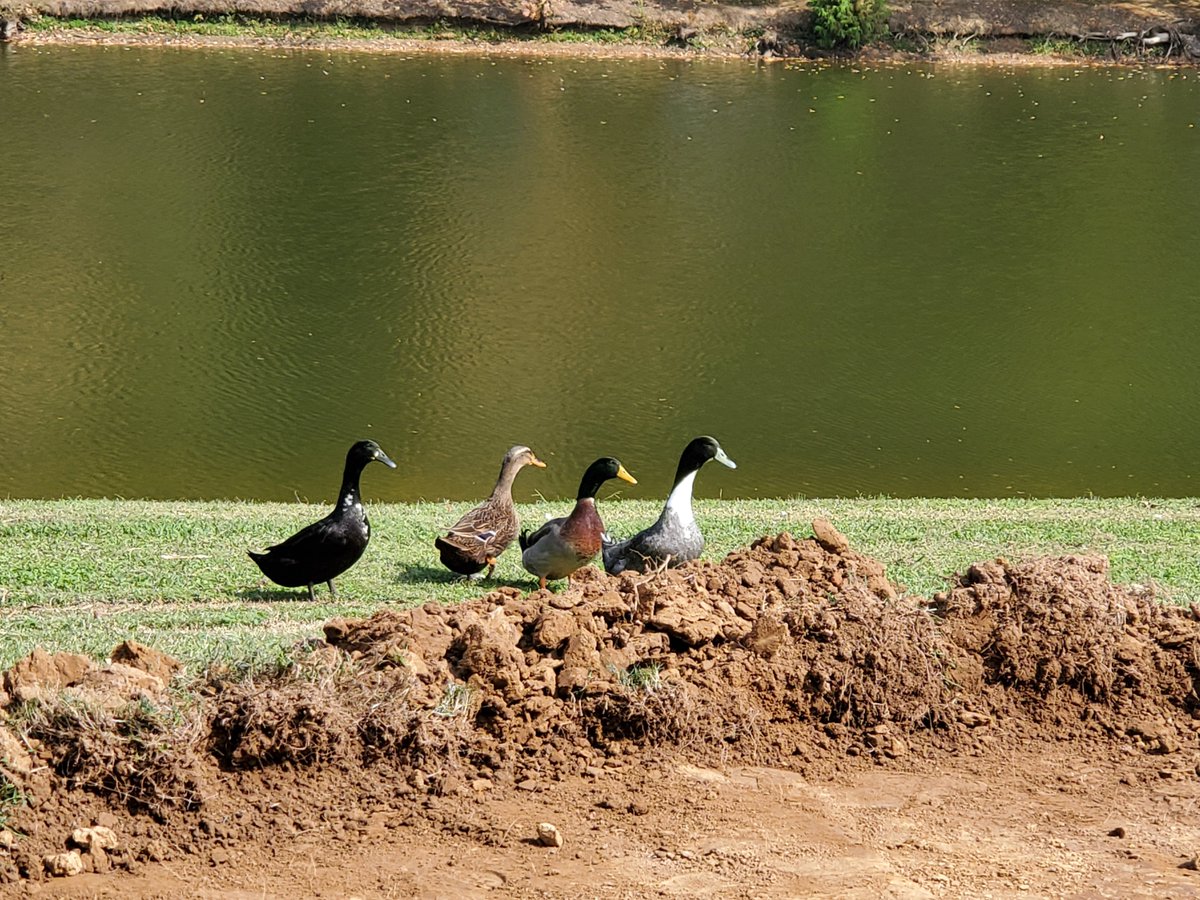 RSPInstallCrew's tweet photo. #PhotoOp #Nature #Duck #RSPInstallCrew 📸 https://t.co/yPNxI0kND7
