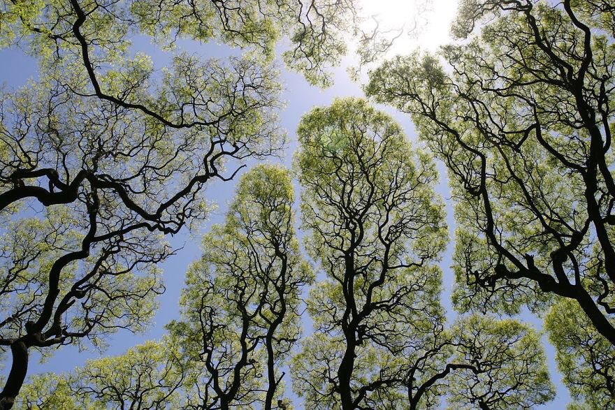 Luciasarabiaaa's tweet photo. El principio Crown Shyness: para que algo exista en belleza y en paz es necesario que mantenga una mínima distancia con todas las otras cosas del mundo del que forma parte para de esta manera dejar entrar la luz hasta la profundidad de sus  raíces. https://t.co/xyhM0gzR2A