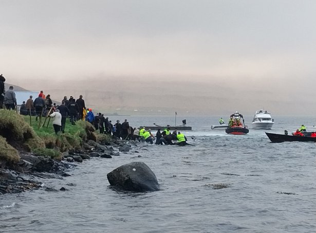 Terrible news.

The first pilot whale hunt (grindadráp) of 2023 has taken place today in the Faroe Islands. Updates to follow.

Read more here facebook.com/BluePlanetSoc/… 

Credit: Niels Petersen