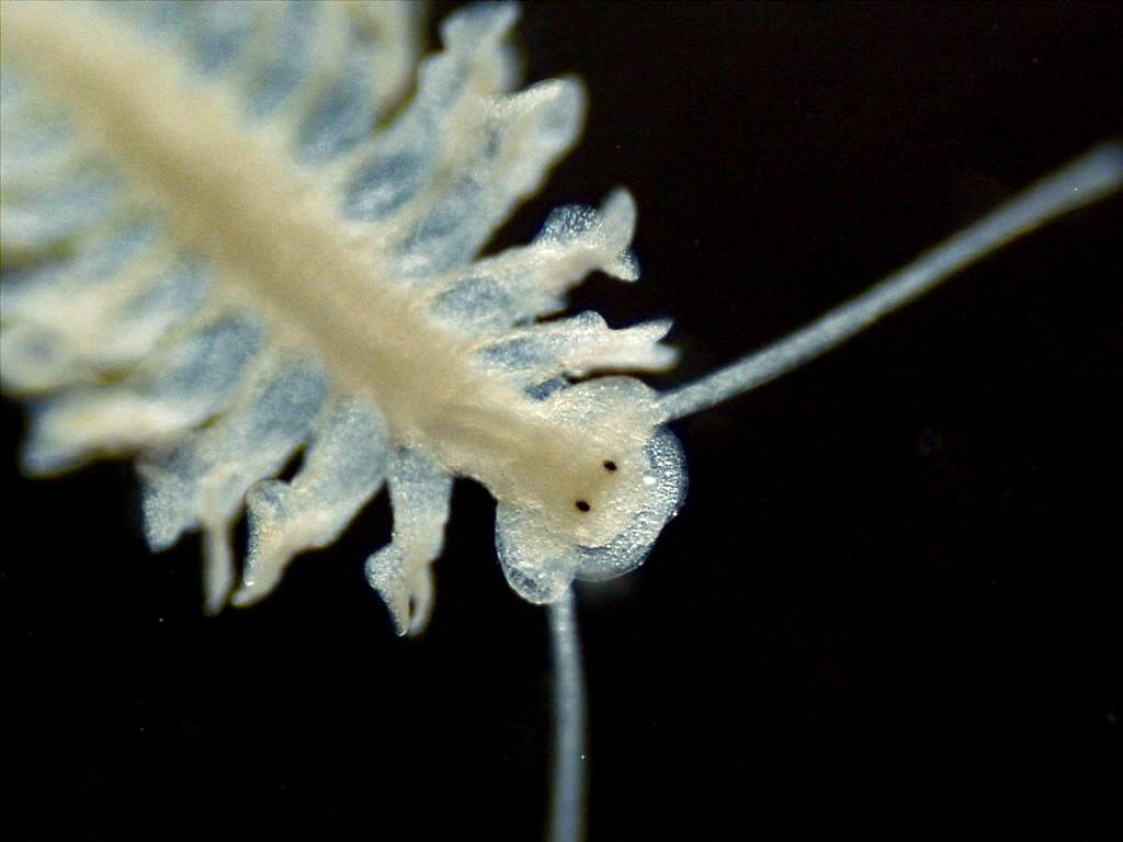 I'm so excited that my photo, 'Ocean Eyes' is a finalist in <a href="/NSERC_CRSNG/">NSERC / CRSNG</a>'s #ScienceExposed contest 🎉🎉🎉

You can vote for my image to win the People's Choice Award at nserc-crsng.gc.ca/scienceexposed… (1/3)