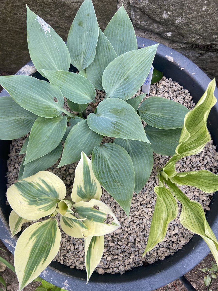 And so, the battle of Hosta v slug begins once again….. #GardensHour