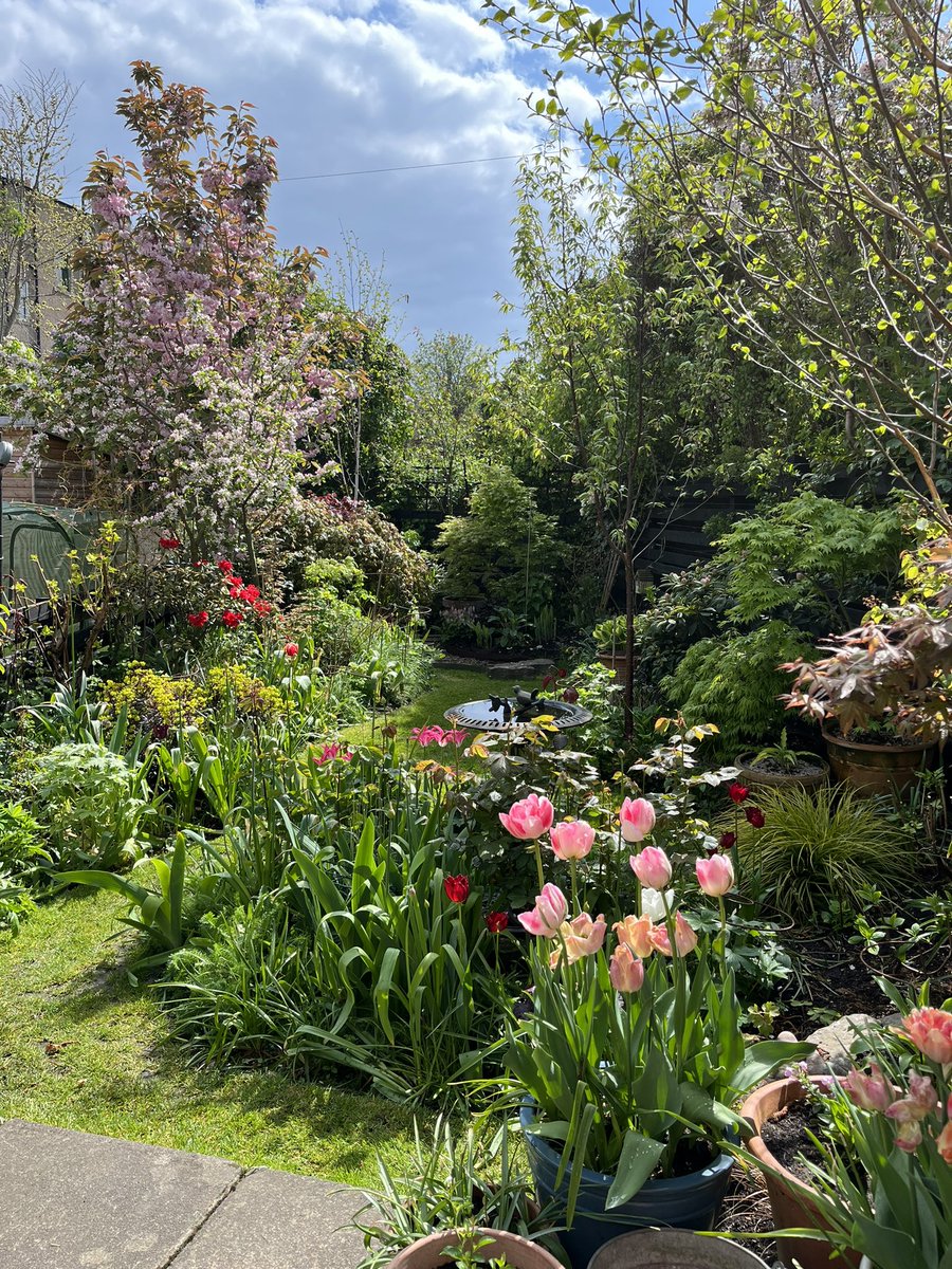 @GardensHour Hi @GardensHour - loving the blossom while it lasts🤞🌸🌷#GardensHour #smallgardens #gardensoftwitter