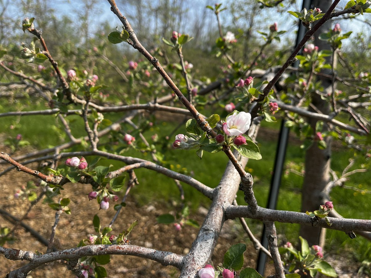 Pretty in pink! The sunshine brought on lots of pink over the weekend and even heading into king bloom for these Silkens.