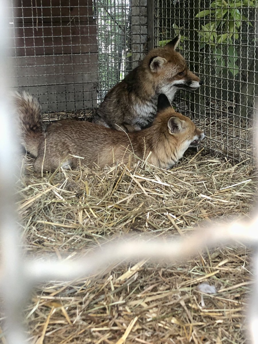 sangermax's tweet photo. Oggi per un collegamento in diretta con #geo ero dal grande #doc #pieromilani che si occupa di salvare animali che “grazie” a noi bipedi stanno in grande difficoltà! #ilovemyjob #tv #programmatv #direttatv #ilpettirosso a Modena! https://t.co/uJKcFrWVUm
