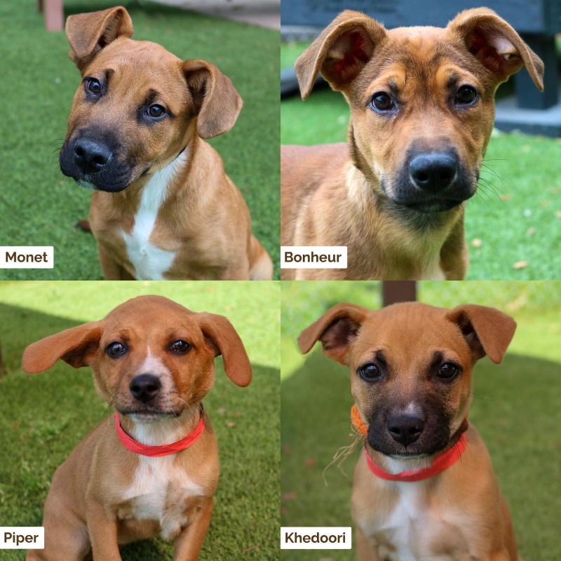 HSNEGA's tweet photo. Get ready for some springtime fun with our adoptable rescues!🌿🌷🐾

To view a full list of our available adoptables, visit: https://t.co/SF587cq4fn https://t.co/kZuNQElJSx