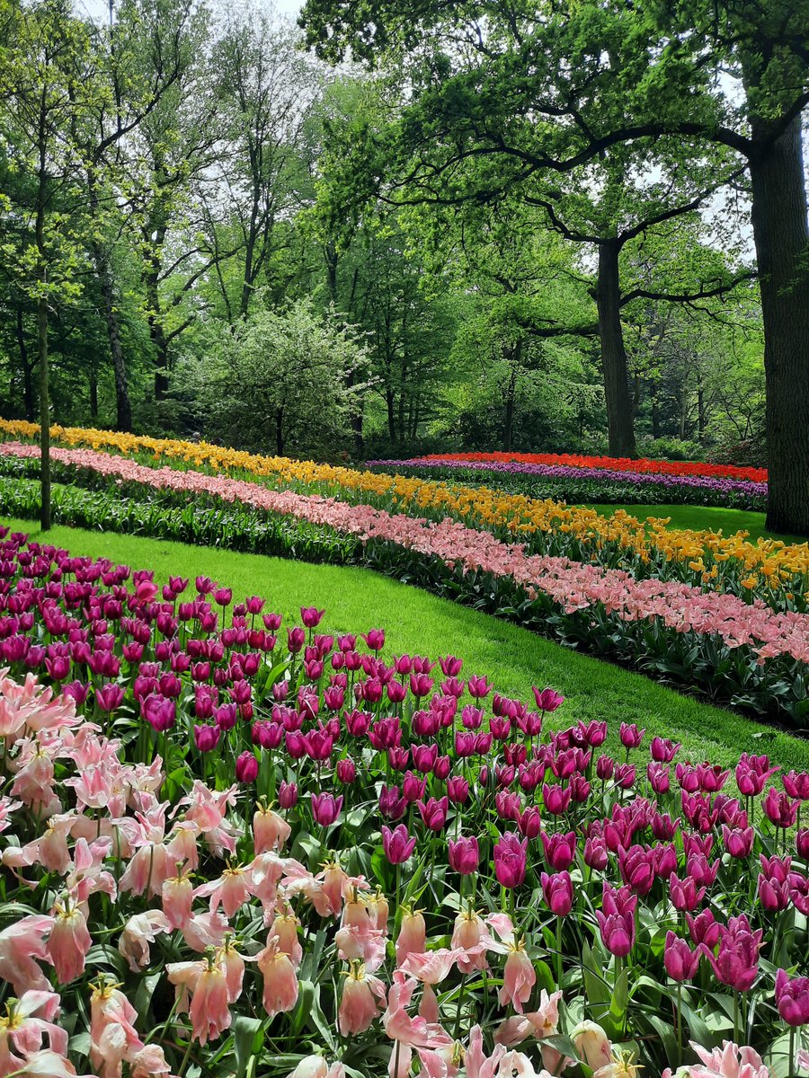 A few photos from my vacation this month! Amsterdam, the Huis van het Boek, the Rijksmuseum, &amp; Keukenhof!