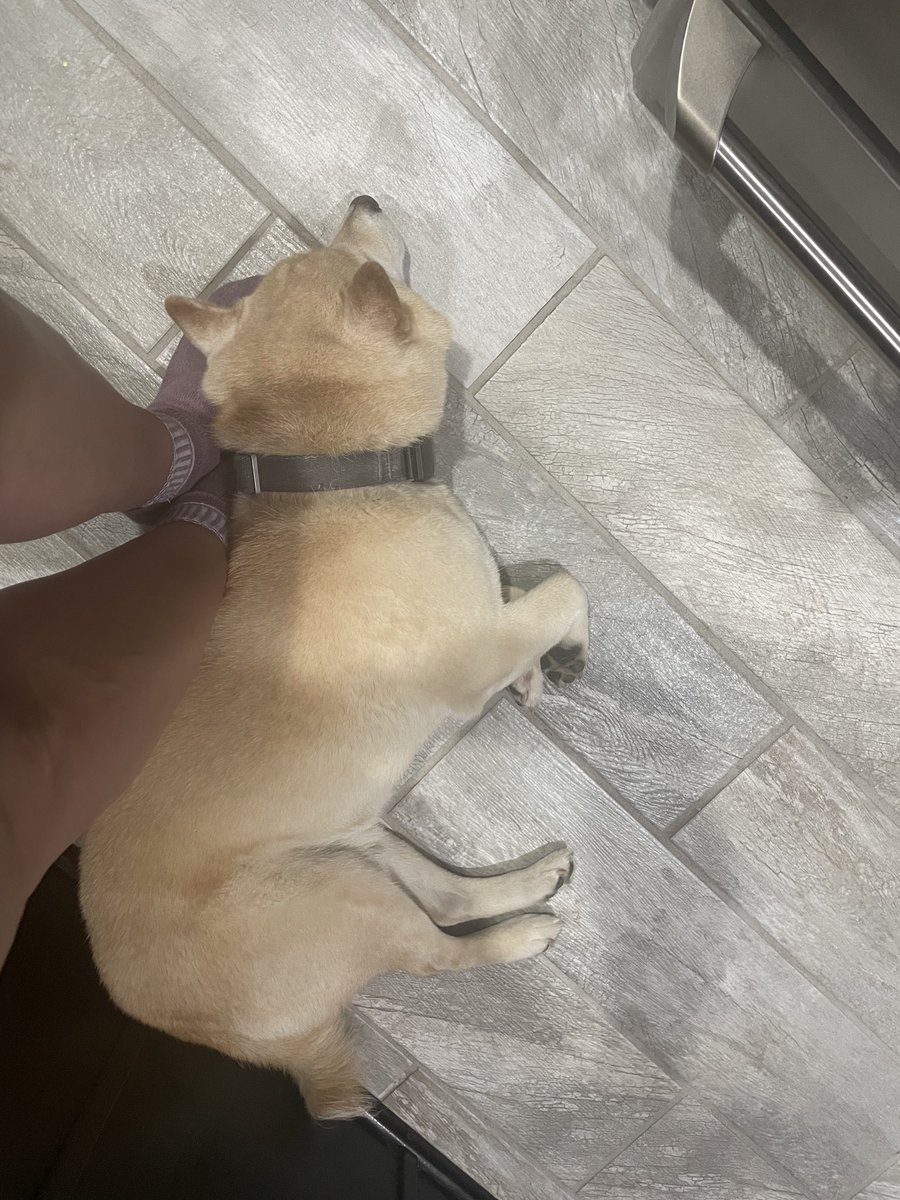 lessofariot's tweet photo. Why yes it’s not at all inconvenient to have you use my feet as a pillow while I’m cooking https://t.co/Y7o9kLzOBv