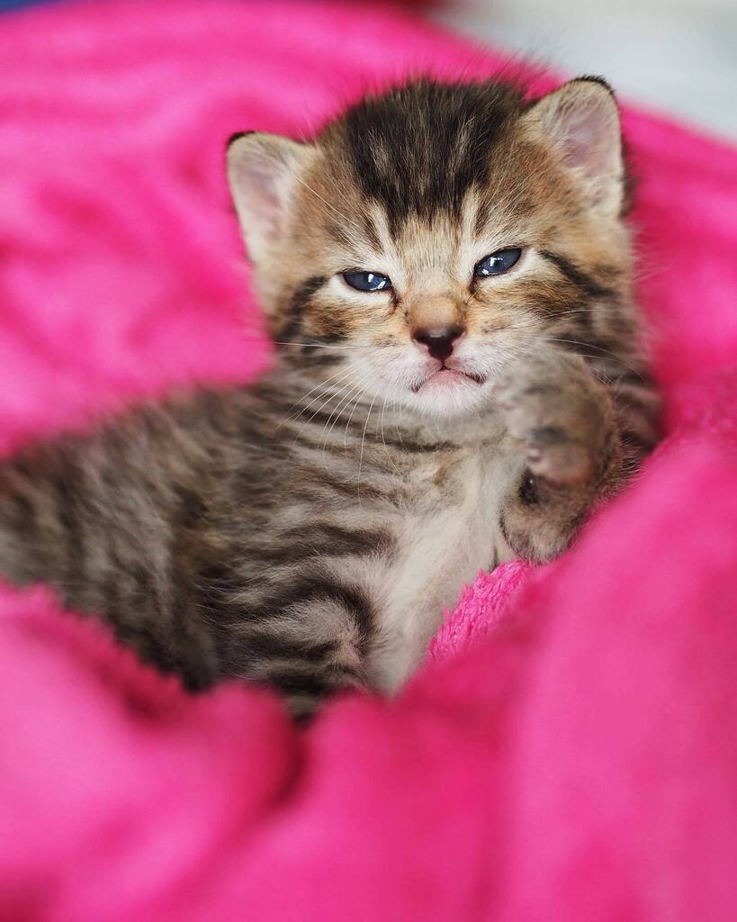 harmonicatsDE's tweet photo. Die beiden bisher namenlosen Knirpse haben seit heute einen Namen: Hermine und Charlie
Wir freuen uns, dass wir dank zwei Patenschaften so tolle Namen für das Geschwister-Duo bekommen haben und uns selbst nicht den Kopf zerbrechen mussten. Mit der Zeit r… https://t.co/Tx0B6pTNNp https://t.co/0A38bDbVlD