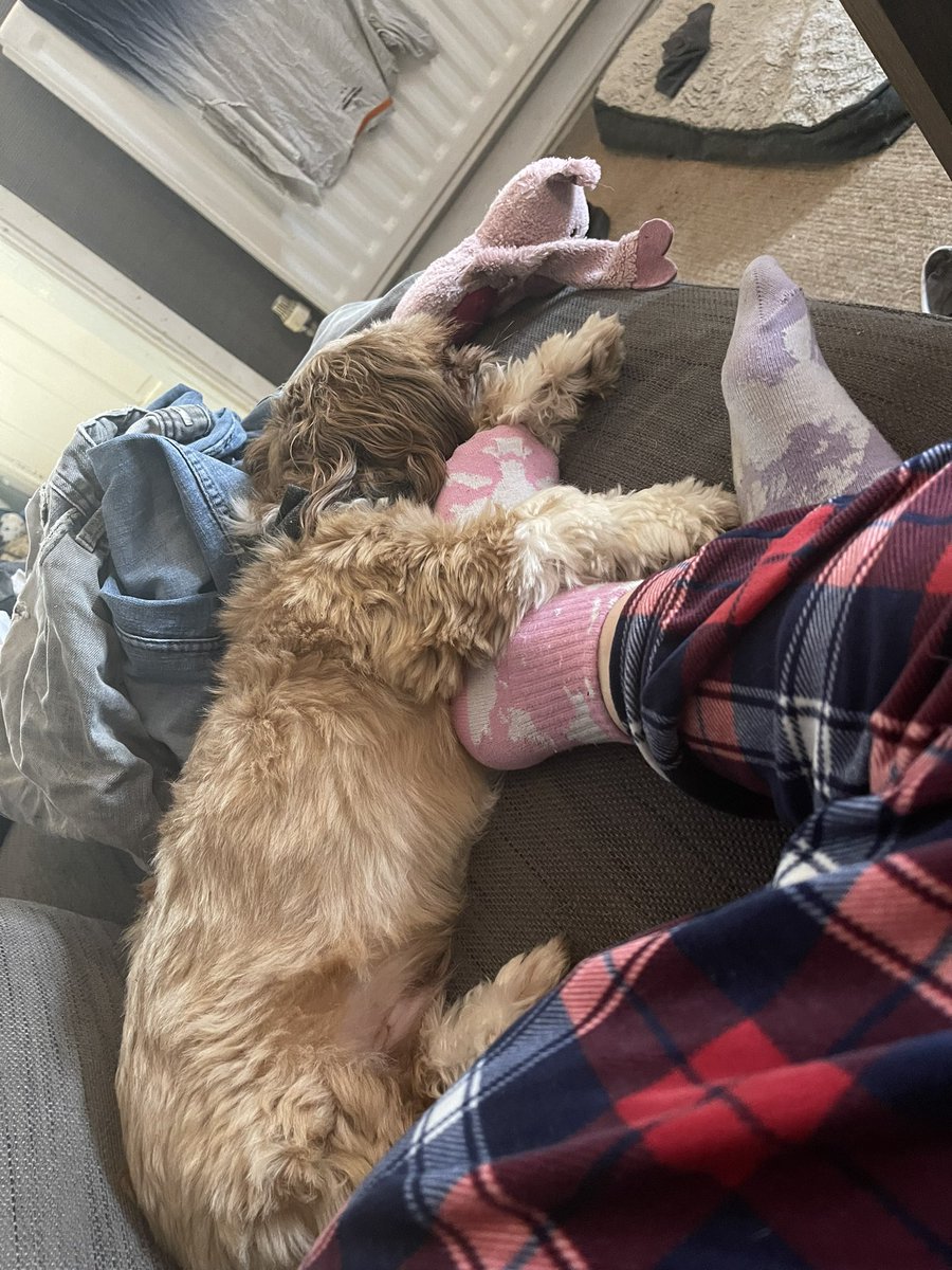 lauraray28's tweet photo. @katenash Hugs to Stella and Vlad from Buddy and Scorey! https://t.co/TXLsdzirGl