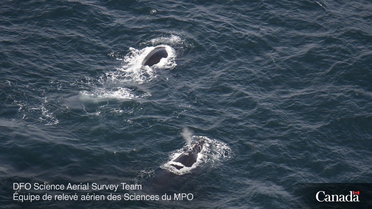 #NorthAtlanticRightWhales have been spotted in Canadian waters. 🐋

Yesterday, two whales were spotted by one of our surveillance aircraft north of the #MagdalenIslands. This sighting will result in a 15-day fishing closure in the area where the whales were detected.