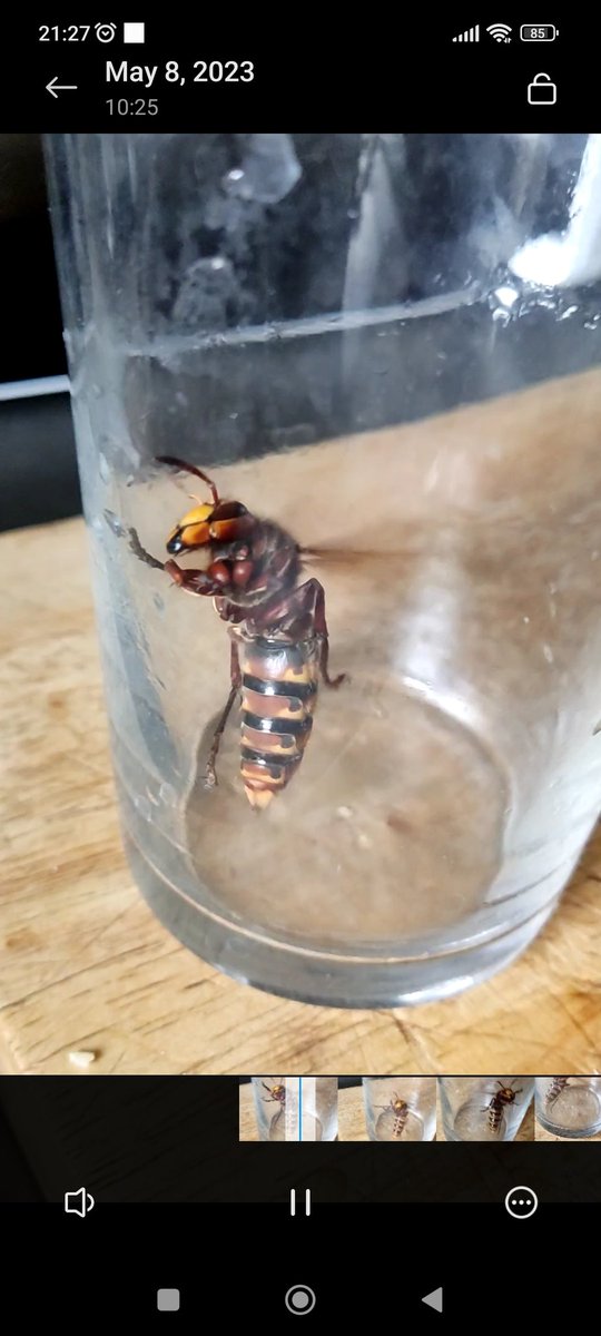 Shadownetf66's tweet photo. I found this meaty fella just sitting in my front room earlier, if you need a sense of scale that is a British pint glass. What the actual f#@k? #bigbugger #jumbostinger #TargetedIndividual https://t.co/cqnIfdBZWu