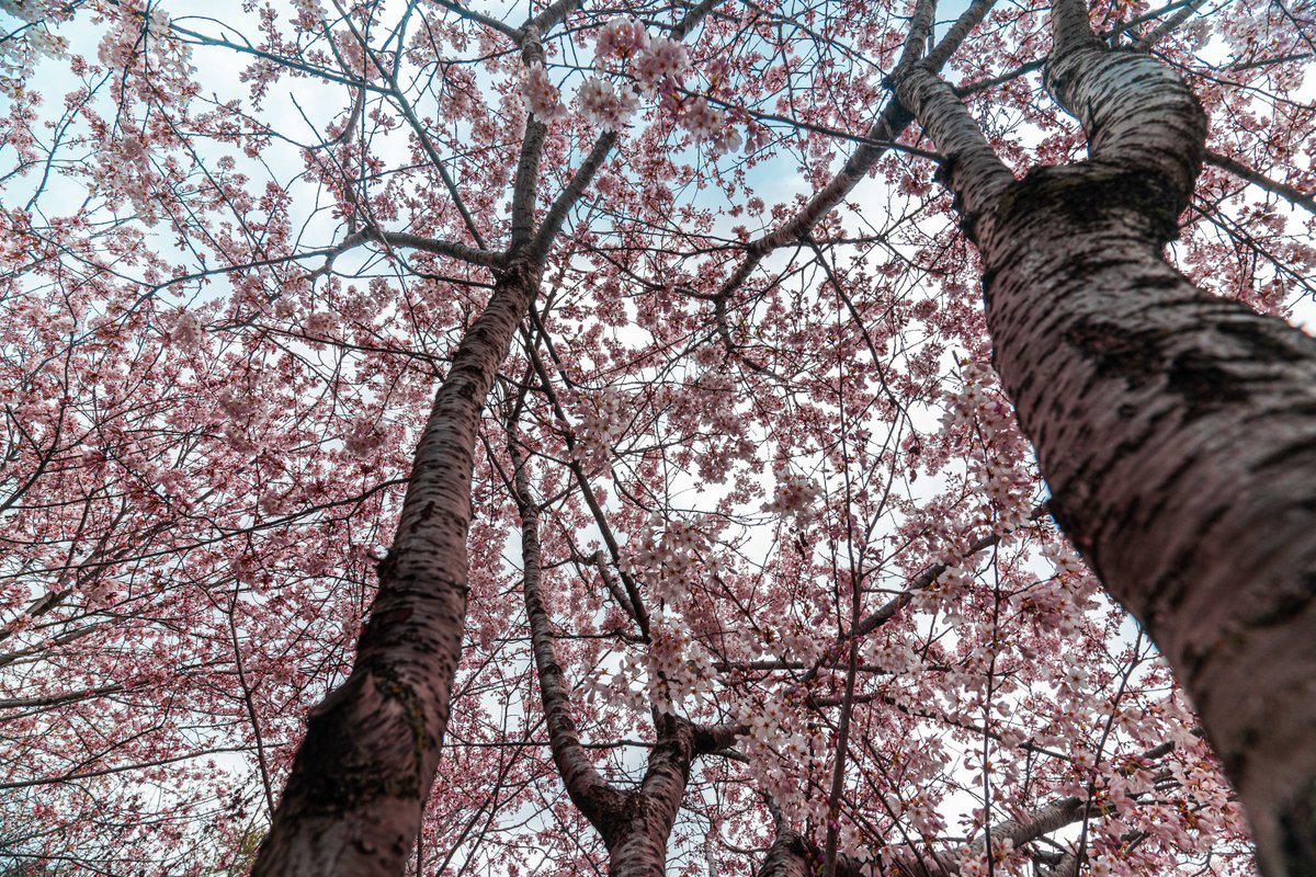 Did you know that the Sakura (Cherry Blossom)  trees were planted as part of the Japanese government’s Sakura Project? The Sakura is a revered symbol of Japan and its blooming marks the arrival of spring. Check out these beautiful trees blossoming all over our campus! #AHMatYU 🌸