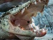 spotifyanchor-web.app.link/e/qEJ5DeBTDzb
The "Costa Rica Pura Vida Lifestyle" Podcast Series / Show Some Respect for the Crocodiles on the Tarcoles River! / Episode #3,162
#relocation #retirement #retirementplan #retireeslife #travel #liveincostarica