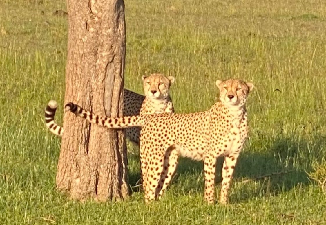 Tricia Cullop tweet media