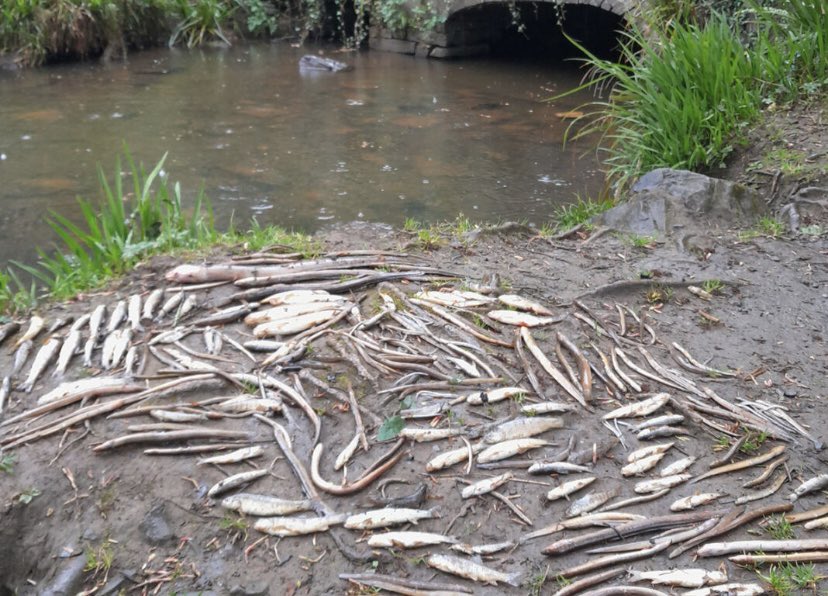 theriverinagh's tweet photo. Utter devastation within the catchment on the Ballymacraven River. Most likely due to the release of coagulants from the water treatment plant. Looking at 100% mortality of all species including trout, salmon, lamprey and eels, all within the Inagh River SAC https://t.co/8ipesCASF2