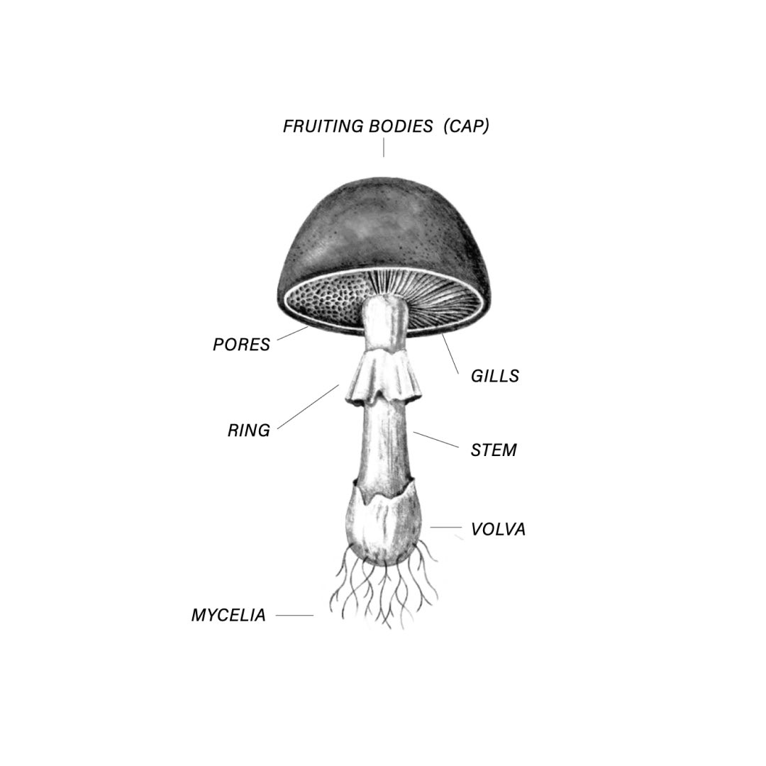 There’s more to our drinks than meets the eye, or should we say, the taste buds! Find out why our fruiting bodies make our drinks a step above the rest! 

#healthy #naturalingredients #mushrooms #odyssey