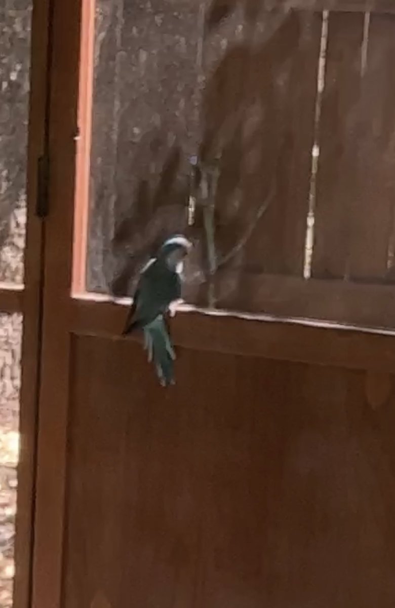 Harrison H. Smith on Twitter "Update it flew at me and I trapped it