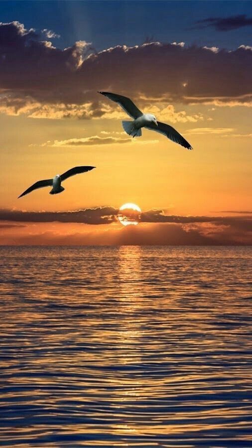PandoraDreams22's tweet photo. Beauty as evening approaches 🧡🦅 https://t.co/txJ2TrPCiX