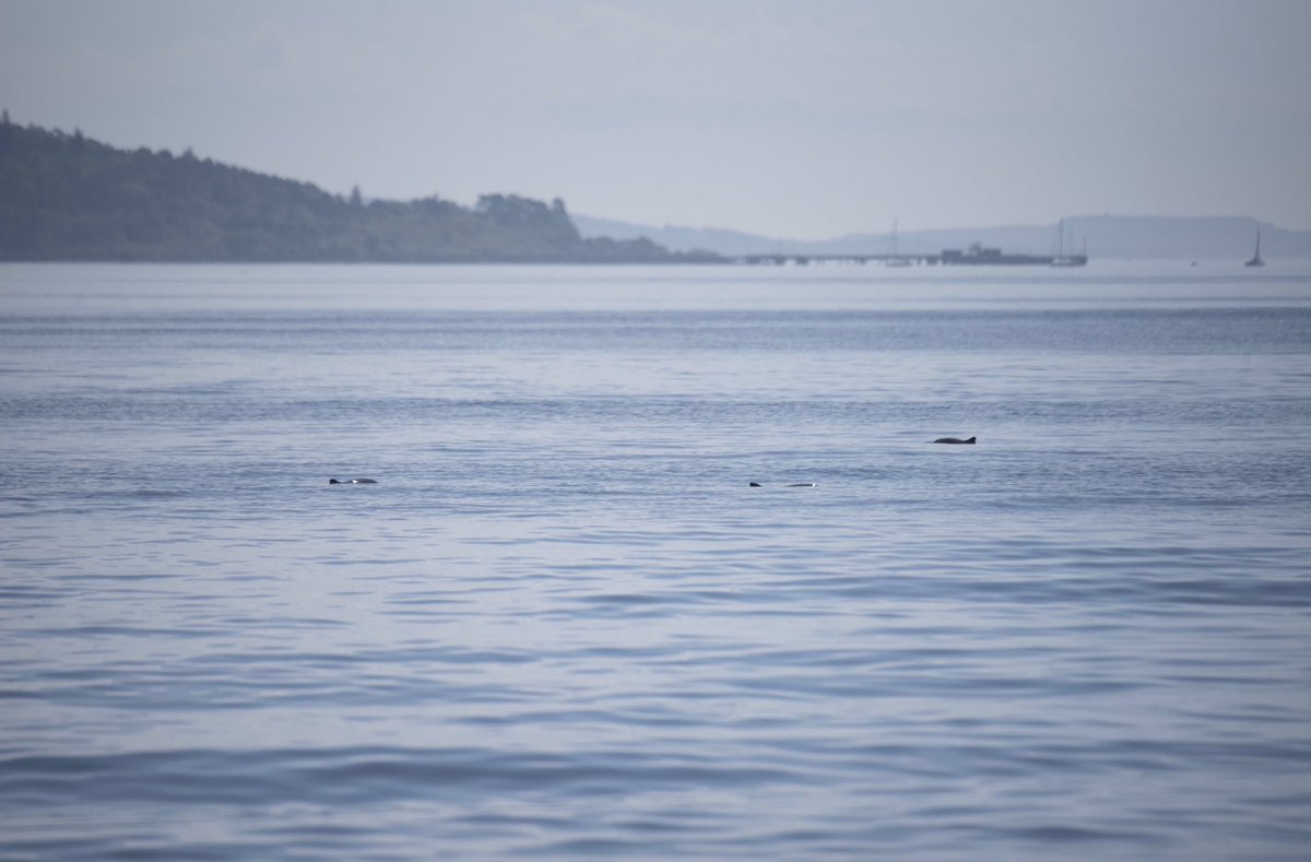 Photos from yesterday of the Clyde’s dolphins at Greenock and Lunderston in addition to porpoises seen from a boat trip in the afternoon! @BBCSpringwatch @CWDW_research @ScotWildlife @whales_org #wildlife #wildlifephotography #dolphin #porpoise #firthofclyde #scotland