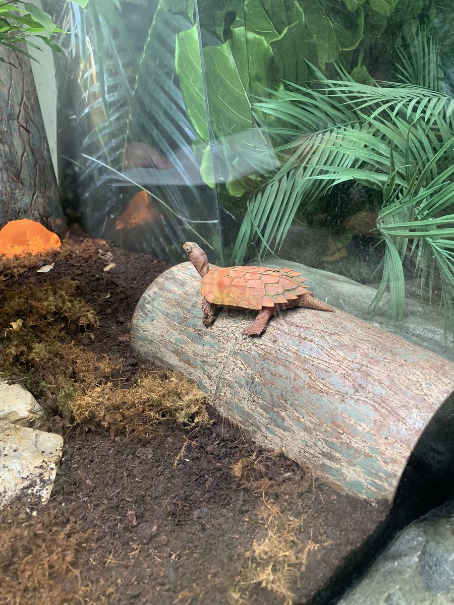 Squidchops's tweet photo. Turtles. They look like they are on drugs…it’s fine guys https://t.co/76upSppxHX