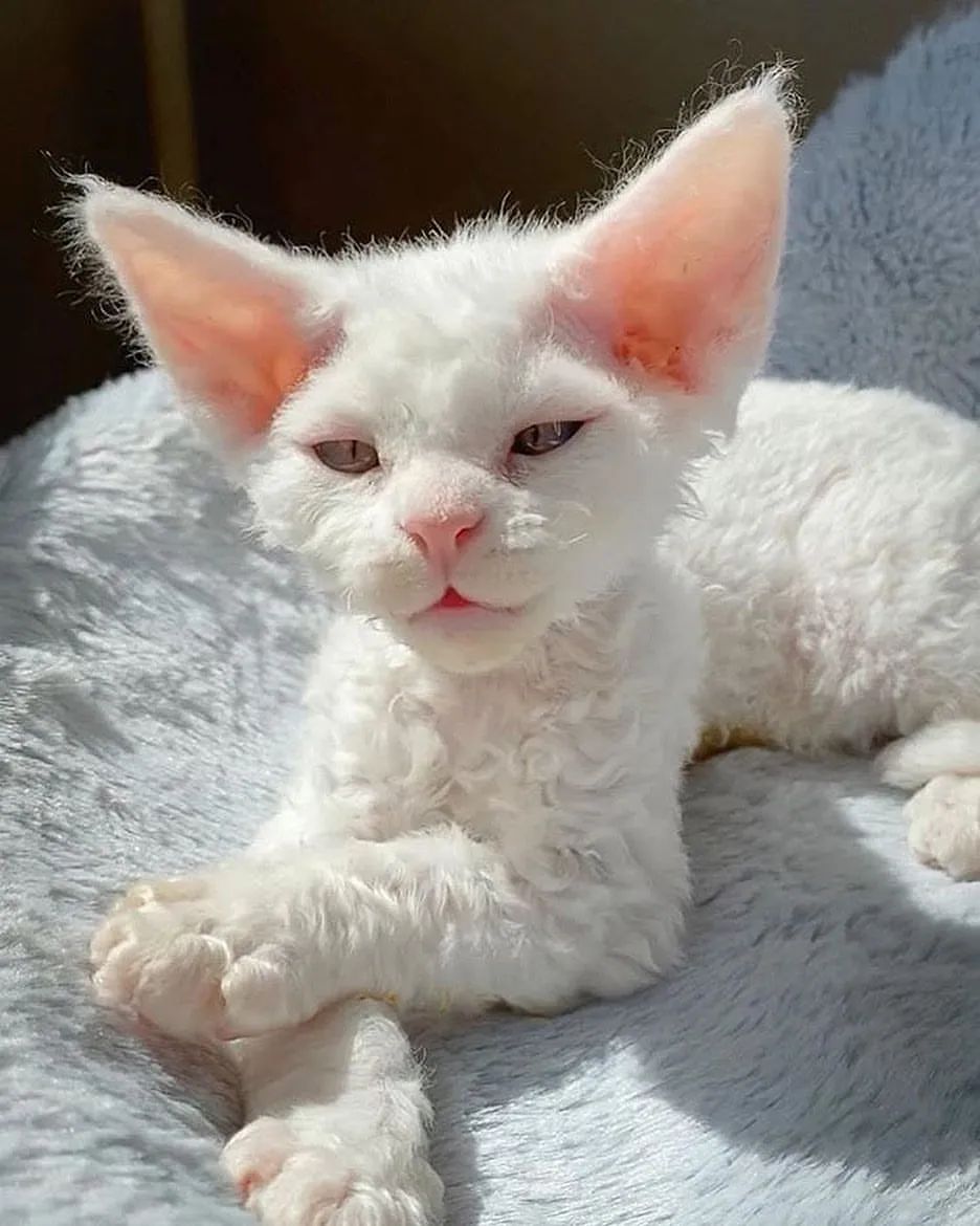 One of the cutest so far 😍

#bambinocat #sphynxunlimited #nakedcat #sphynxoftwitter #sphynxswag #sphynxfeature #sphynx_cat #sphynxlover #sphynxkittensoftwitter