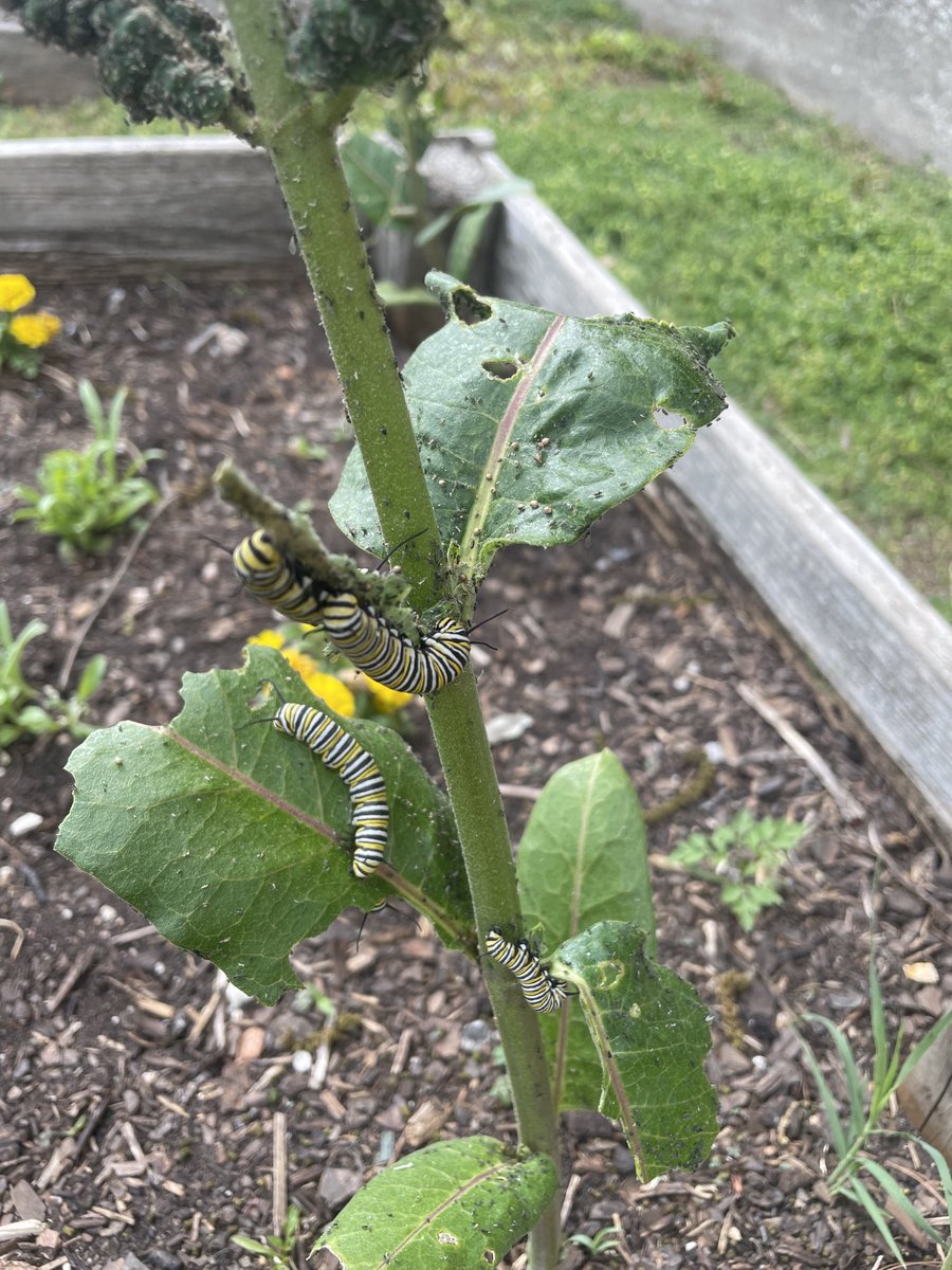 capetrich's tweet photo. The milkweed at Phelps Center for Gifted Education is proving to be a great host this year! ⁦@PhelpsCenter⁩ https://t.co/x9Kbp8J7Gu