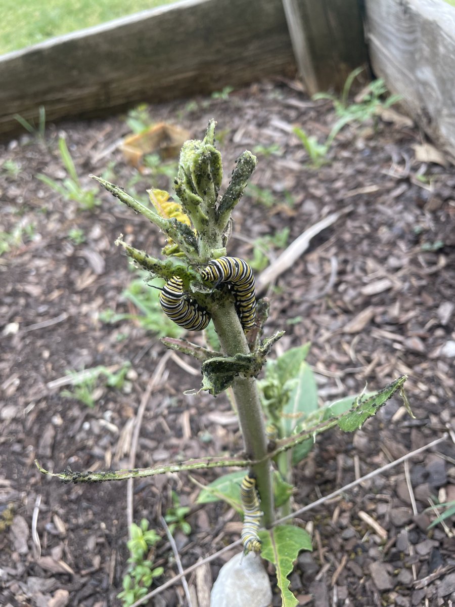 capetrich's tweet photo. The milkweed at Phelps Center for Gifted Education is proving to be a great host this year! ⁦@PhelpsCenter⁩ https://t.co/x9Kbp8J7Gu