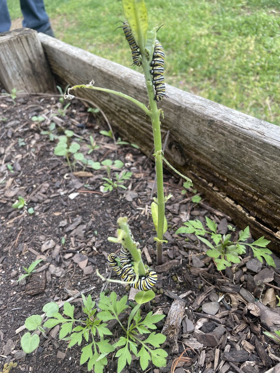 capetrich's tweet photo. The milkweed at Phelps Center for Gifted Education is proving to be a great host this year! ⁦@PhelpsCenter⁩ https://t.co/x9Kbp8J7Gu
