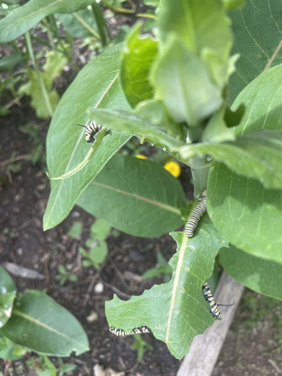 capetrich's tweet photo. The milkweed at Phelps Center for Gifted Education is proving to be a great host this year! ⁦@PhelpsCenter⁩ https://t.co/x9Kbp8J7Gu