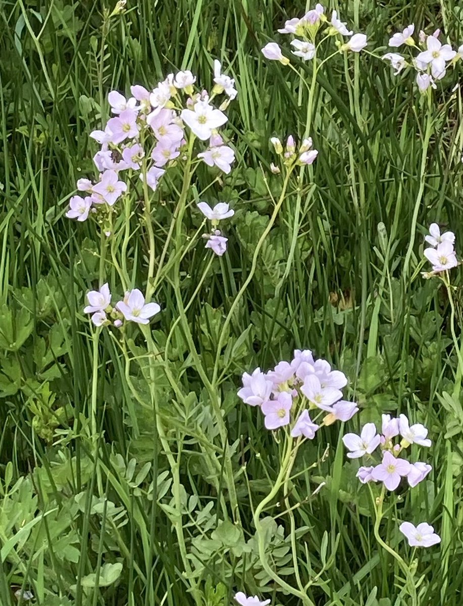 gillbriggs's tweet photo. Are these both Cuckoo flowers? The one on the left seems to have more petals.  . #wildflowerID https://t.co/J2DGuruRj4