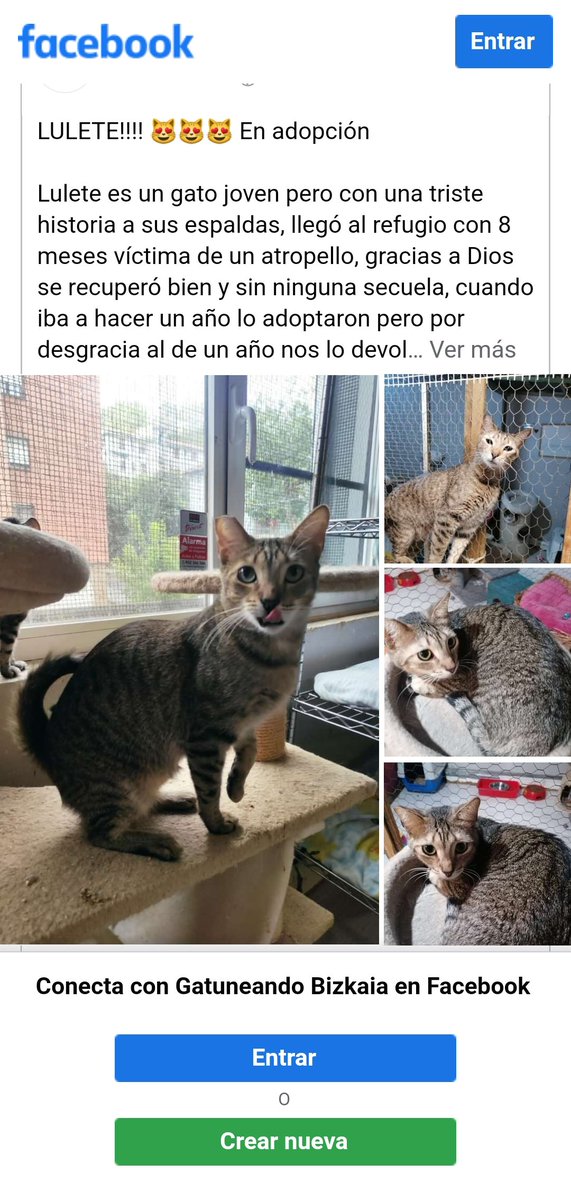 Gatuneas's tweet photo. #adopción #lulete el majo
https://t.co/3FyhABOc0Y https://t.co/2fuBQcFS46