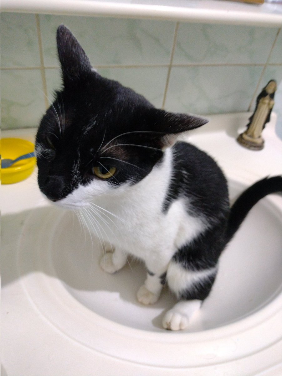 Meu gato em algum lugar aleatório tweet media