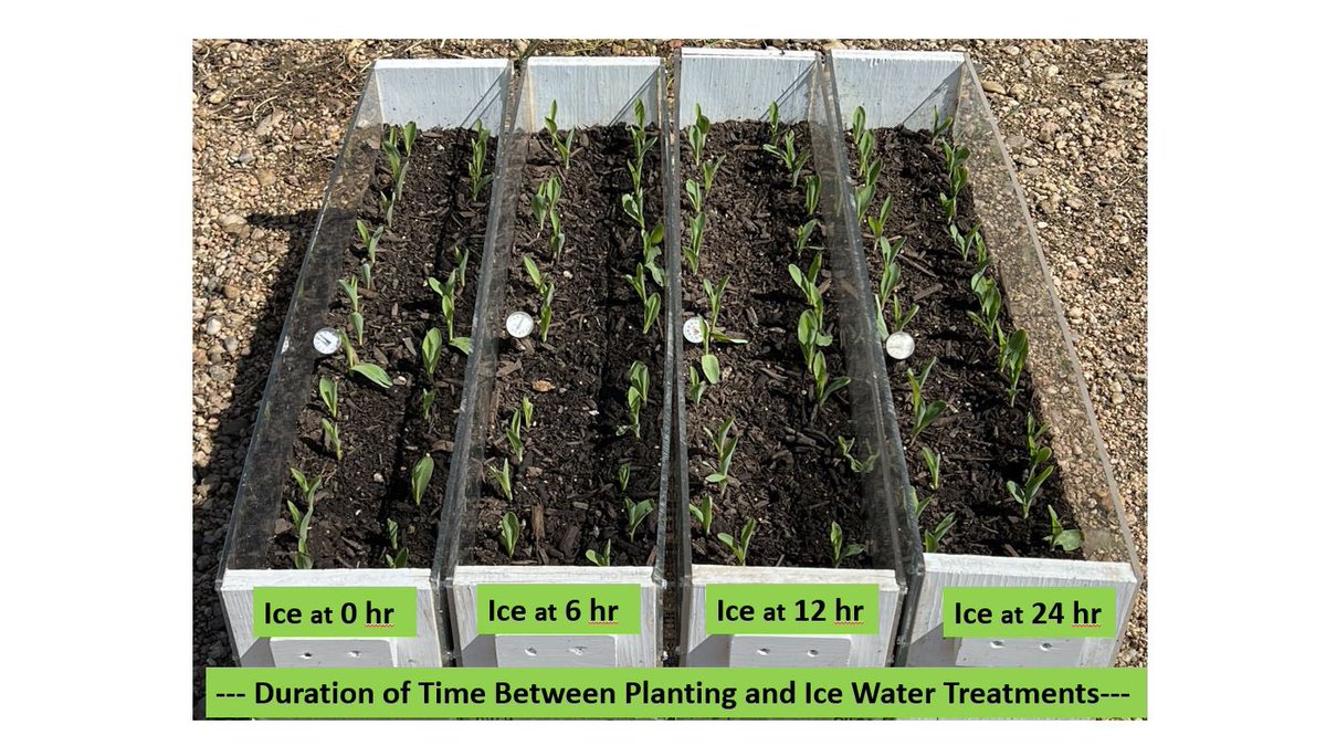 Imbibational chilling.  Photos don’t do this justice but it is easy to see how near-freezing water imbibed after planting can affect stand establishment and uniformity.  Having seed in the ground for 12 to 24 hours prior to an anticipated freezing rain produces the best stand.