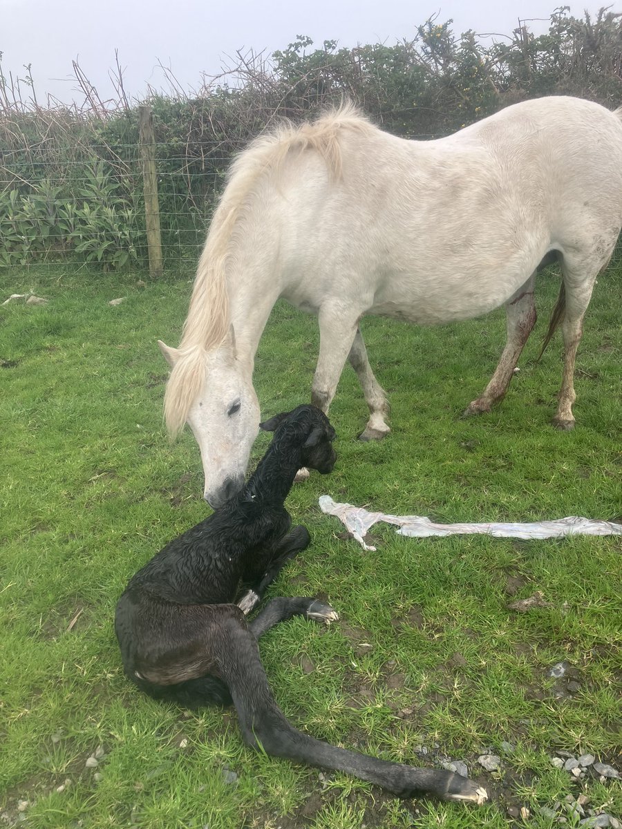 ManxShepherdess's tweet photo. So privileged to watch (from the kitchen through binoculars) Appley deliver a beautiful filly tonight.
It’s been a tense and tiring few days of anticipation!
#foal #nativepony https://t.co/RlzyAg5erq