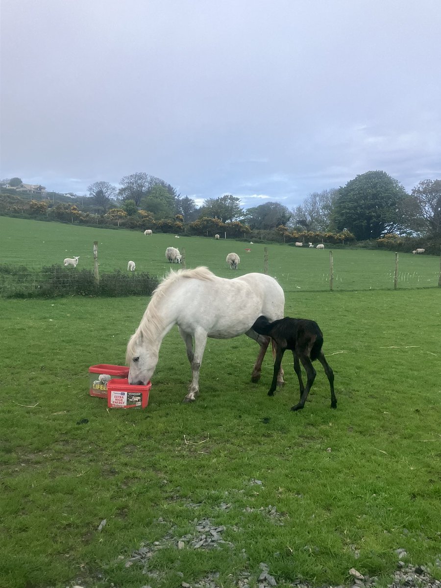 ManxShepherdess's tweet photo. So privileged to watch (from the kitchen through binoculars) Appley deliver a beautiful filly tonight.
It’s been a tense and tiring few days of anticipation!
#foal #nativepony https://t.co/RlzyAg5erq