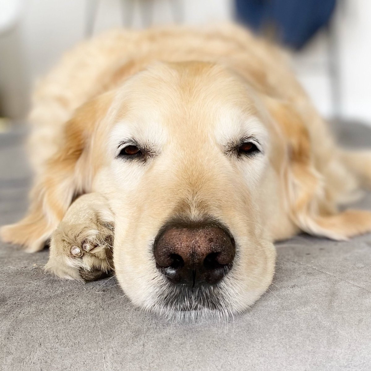 georgethe_king's tweet photo. #Coronationย weekend knocked me out. But it good to be #king. ๐@GoldretrieverUS #dogsontwitter #dogs #dogslife #dogsofNYC #goldenretriever #goldenretrievers #dogsoftheday #dogsdaily @ercavanaugh #KingGeorge #GWC #dogsoftwitter #dogsofManhattan https://t.co/X8Hn8mqUST
