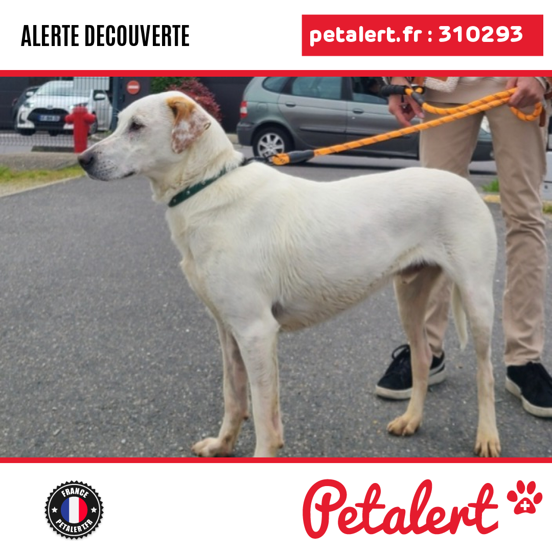 petalert_france's tweet photo. Trouvé #Chien #Essonne #JanvilleSurJuine #Petalert #PetAlert91 / https://t.co/Z7rfvZvkiQ https://t.co/e4XzTA0ez4